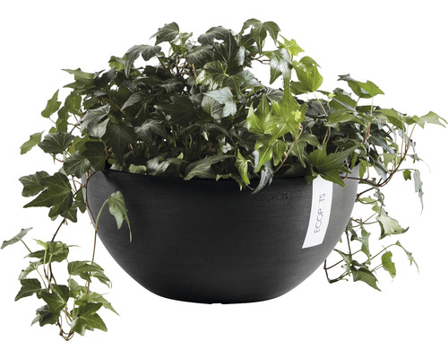 Ghiveci Ecopots cu iederă