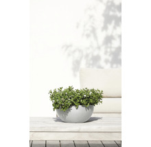 Ghiveci Ecopots Brussels plastic Ø 30 cm H 14 cm alb-gri