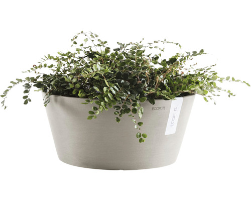 Plantă de interior într-un ghiveci