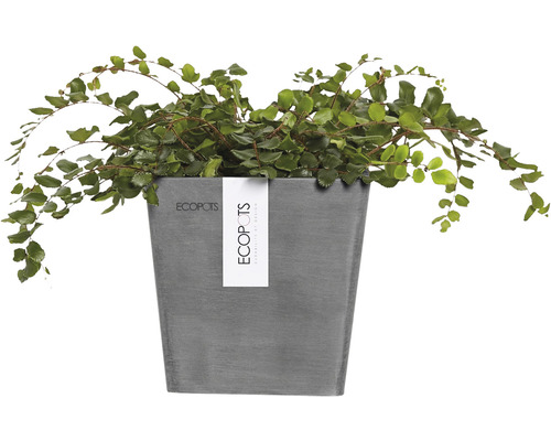 Plantă de interior într-un ghiveci gri de la marca Ecopots