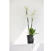 Ghiveci Ecopots Morinda plastic Ø 14,2 cm H 16 cm gri închis
