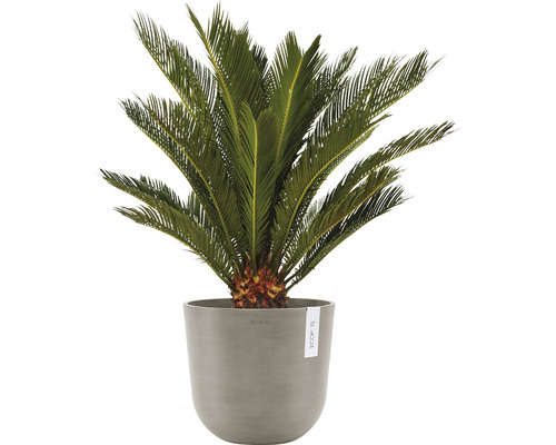 Cycas în ghiveci