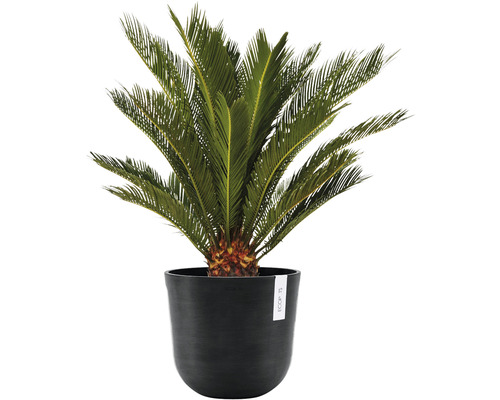 Plantă ornamentală Sagopalmfarn într-un ghiveci