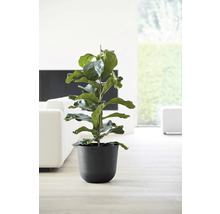 Ghiveci Ecopots Oslo plastic Ø 35 cm H 30,5 cm gri închis