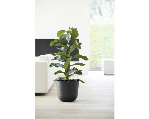 Ficus în ghiveci într-o cameră luminoasă.