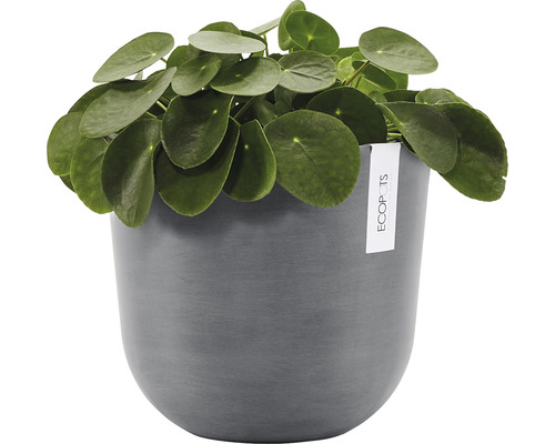 Pilea peperomioides într-un ghiveci