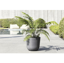 Plantă la ghiveci cu ferigă pentru exterior
