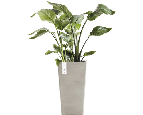 Strelitzia în ghiveci pentru interior