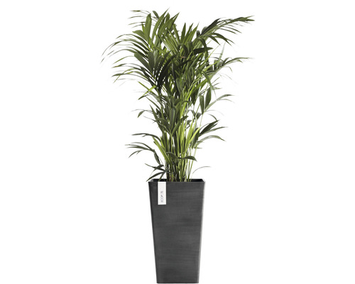Palmier Areca în ghiveci