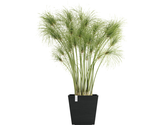 Cypăr în jardinieră neagră