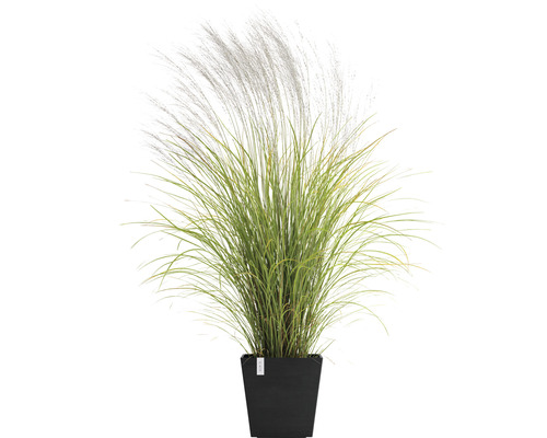 Iarbă ornamentală în jardiniere