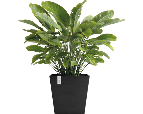 Strelitzia într-un ghiveci negru