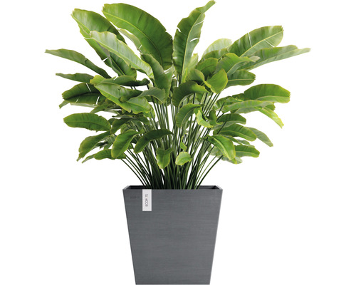 Strelitzia în ghiveci
