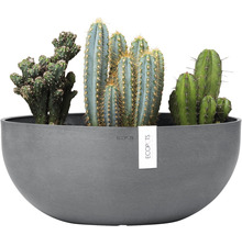 Cactus decorativi într-un vas de flori gri.