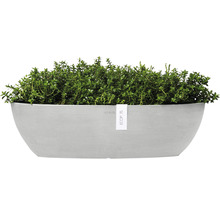 Jardiniere cu plante