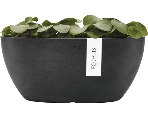 Jardinieră neagră cu plantă