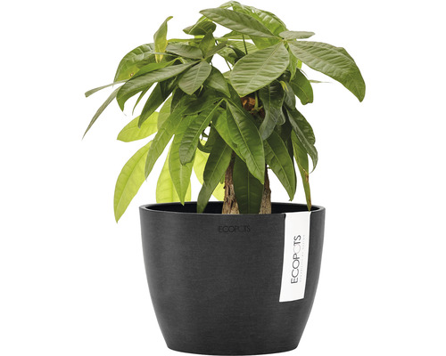 Arbore de bani în jardiniere