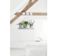 Farfurie Ecopots cu agățătoare plastic Ø 36 cm H 3 cm alb-gri