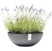 Lavandă într-un ghiveci Ecopots