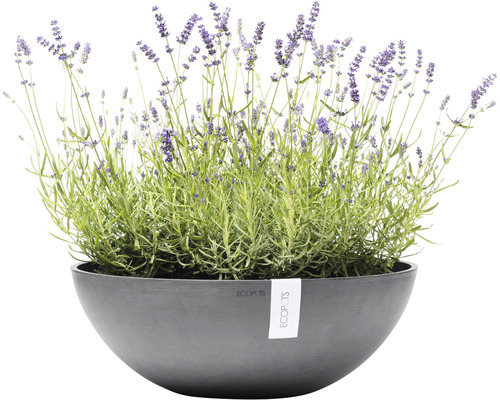Lavandă într-un ghiveci Ecopots