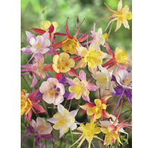 Prim-plan cu flori de coada racului cu petale delicate