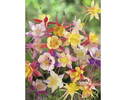 Prim-plan cu flori de coada racului cu petale delicate