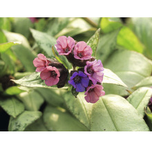 Prim-plan cu o plantă de plămânărică cu flori și frunze