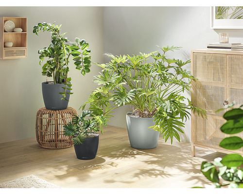 Cameră cu diverse plante de interior în ghivece