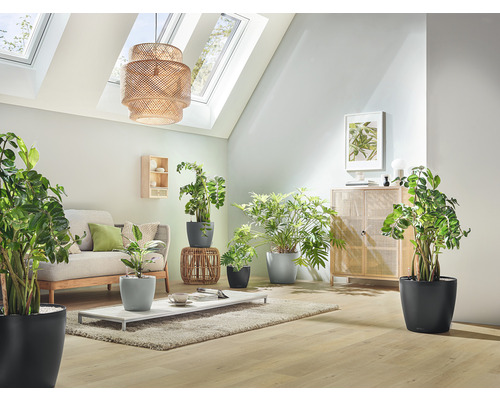 Cameră de zi cu canapea, masă și diverse plante de interior în ghivece