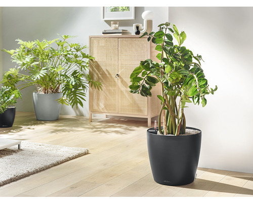 Cameră de zi cu plante de interior în ghivece și un dulap