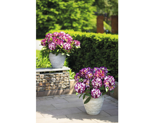 Doi ghivece cu rododendroni în grădină.