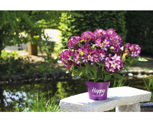 Rododendron violet și alb în ghiveci pe o bancă de piatră