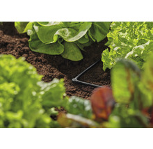 Sistem de irigare într-un strat de salată cu furtun de picurare