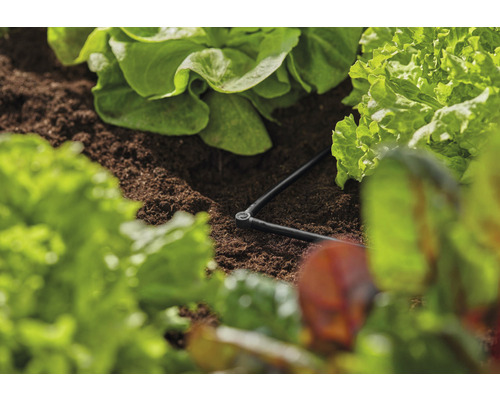 Sistem de irigare într-un strat de salată cu furtun de picurare