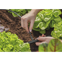 O persoană instalează un sistem de irigare printre plantele de salată din grădină.