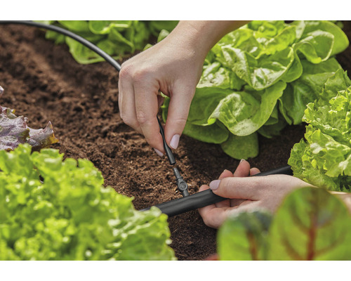 O persoană instalează un sistem de irigare printre plantele de salată din grădină.