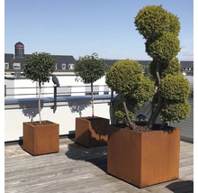 Trei jardiniere metalice cu copaci pe o terasă