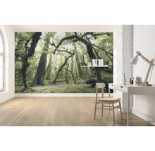 Fototapet vlies SHX9-104 Ancient Green 450x280 cm