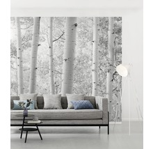 Fototapet vlies SHX9-030 Aspen Forest 450x280 cm