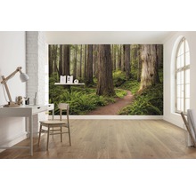 Fototapet vlies SHX9-077 Redwood Trail 450x280 cm