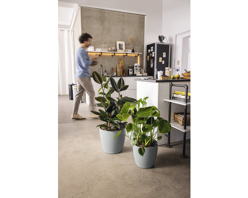 Două plante de interior în ghivece într-un apartament luminos.