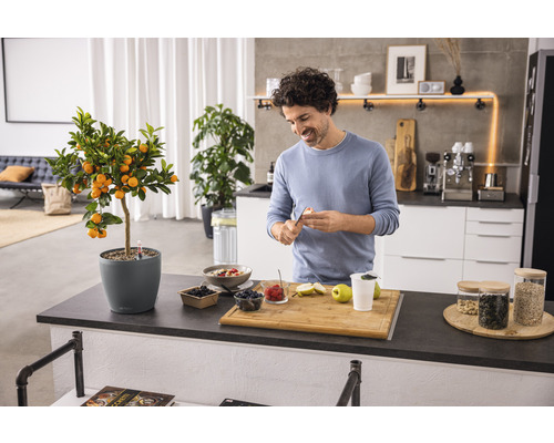 Bărbat pregătind masa într-o bucătărie modernă cu un pom de citrice în ghiveci