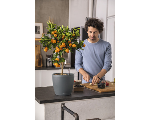 Mandarin în ghiveci lângă o persoană care taie fructe