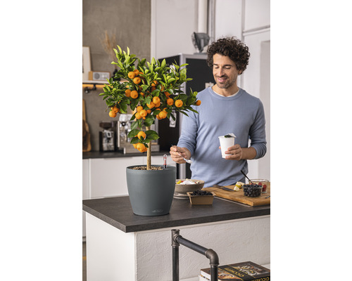 Mandarin în ghiveci pe un blat de bucătărie cu un bărbat mâncând în fundal