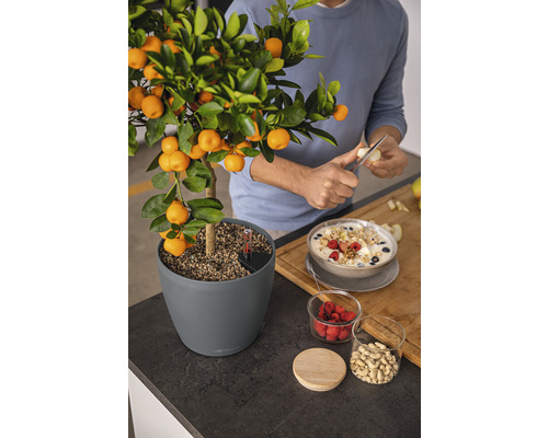 Mandarin în ghiveci lângă granola pe un blat