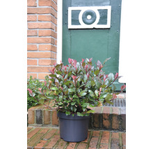 Photinia în ghiveci pentru exterior