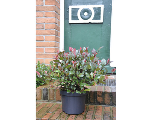 Photinia în ghiveci pentru exterior