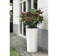 Plantă cu fructe roșii într-un ghiveci alb