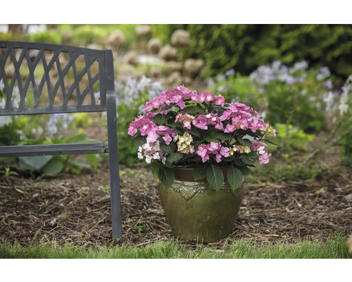 Hortensie roz în ghiveci lângă o bancă de grădină