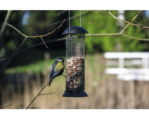 Pasăre la hrănitorul suspendat cu hrană pentru păsări